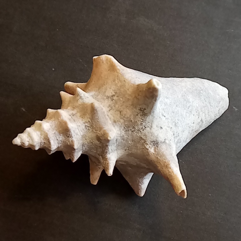 Conch Shell 4inches - Picture 3 of 6